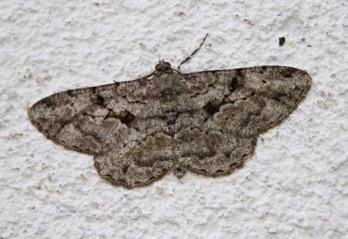 Réf. 238 171 : Peribatodes rhomboidaria